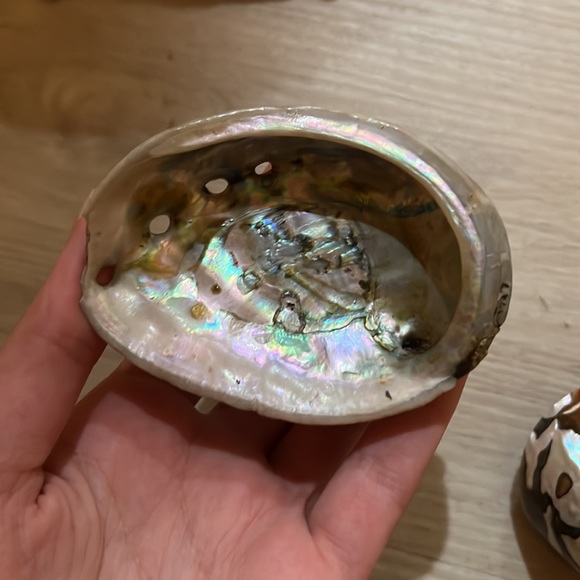 Set of 4 shells - Picture 8 of 9